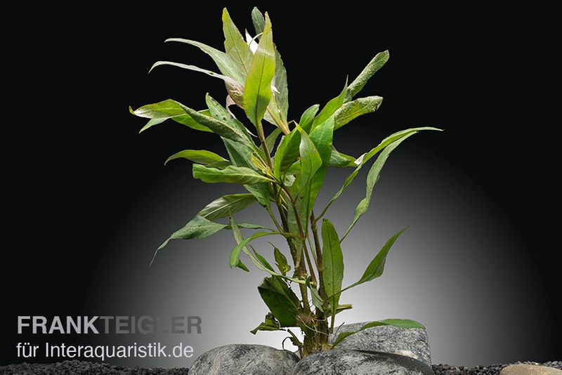 Thailändischer Wasserfreund, Hygrophila corymbosa "Siamensis", im Topf