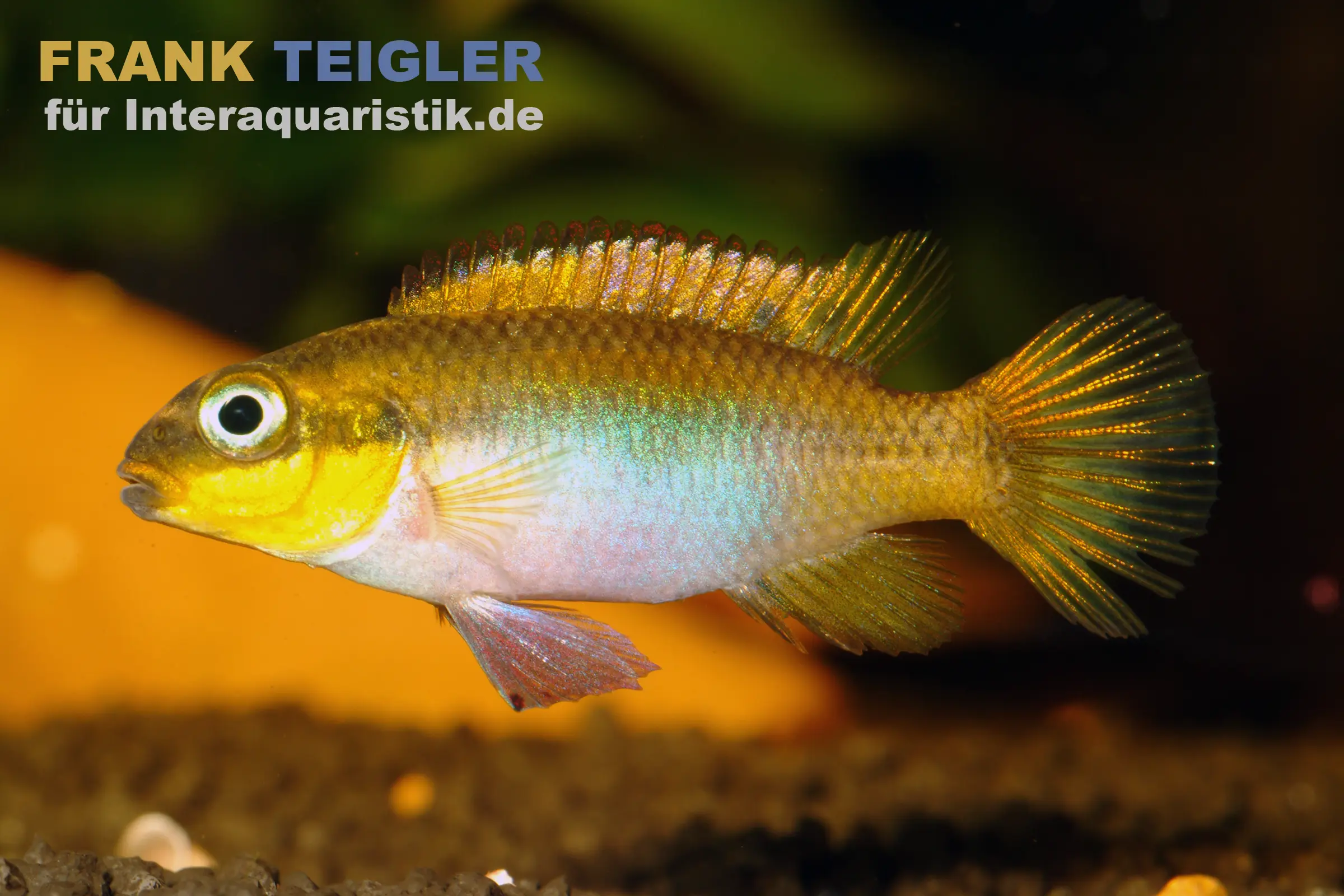 Lobe-Smaragdprachtbarsch, Pelvicachromis taeniatus lobe