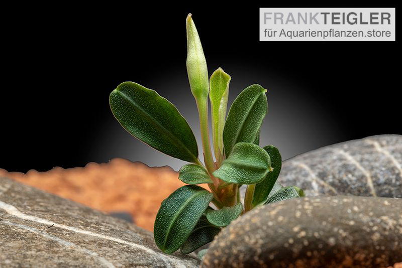 Bucephalandra "Phoenix", lose Pflanze