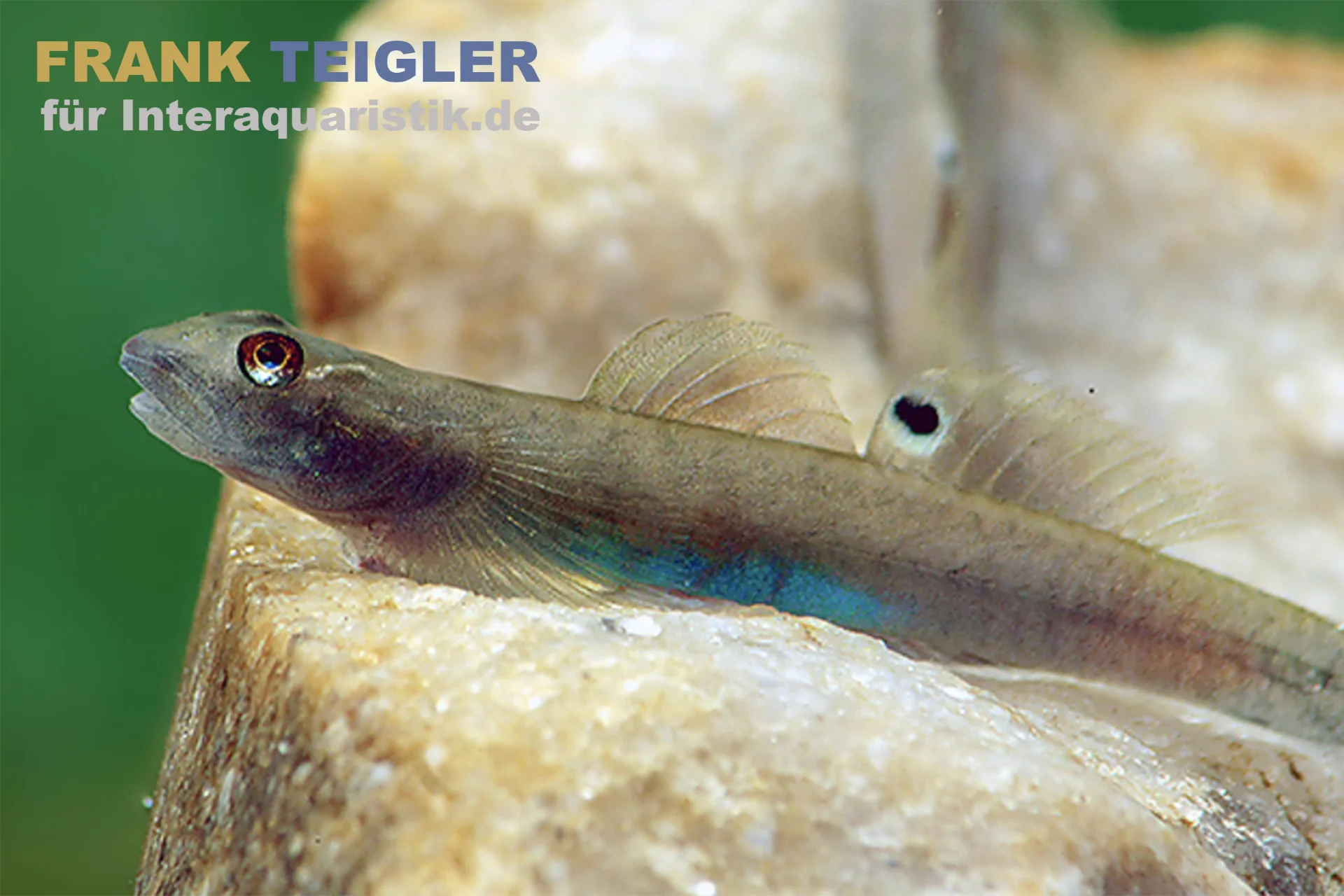 Blaubauch-Neongrundel, Lentipes ikeae