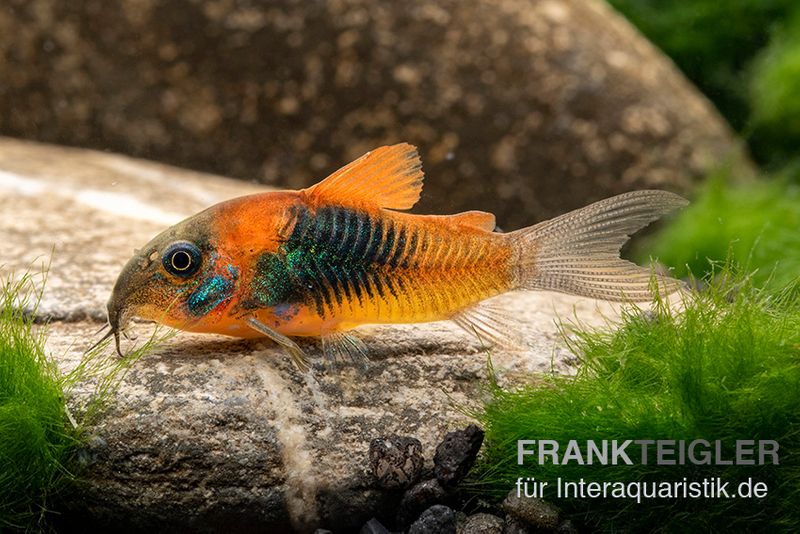 Orangener Venezuelapanzerwels, Corydoras venezuelanus orange