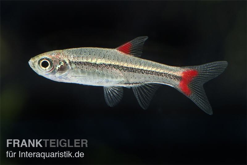 Rotflossen Zwergbärbling, Rasbora rubrodorsalis (Minifisch)