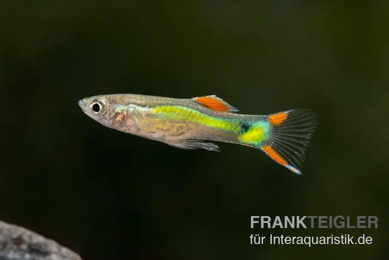 Endler Guppy black green snake, Poecilia wingei, paarweise