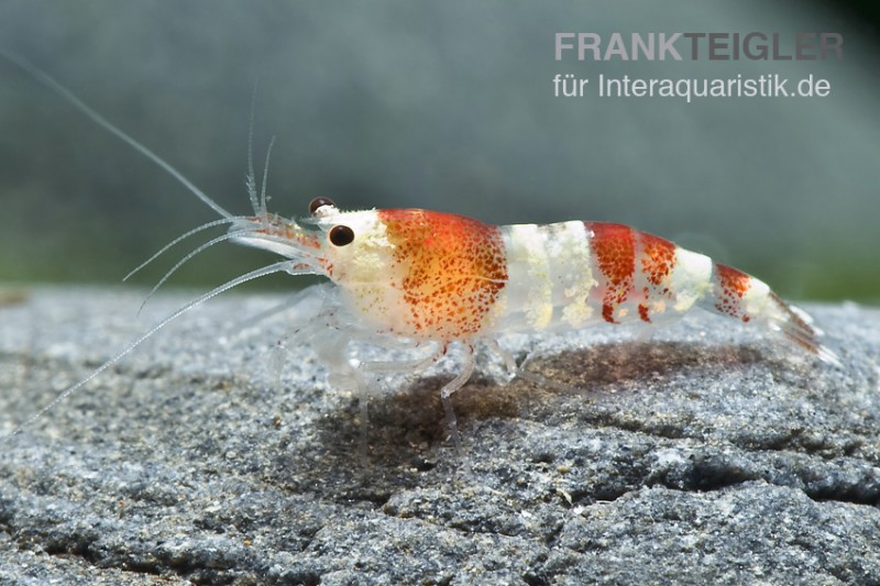 Crystal Red Garnele, Caridina cf. cantonensis