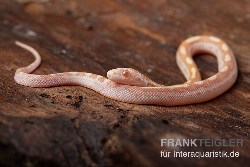 Kornnatter, Pantherophis guttatus BUTTER MOTLEY