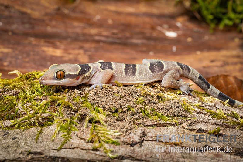 Gebänderter Blattzehengecko, Hemidactylus fasciatus