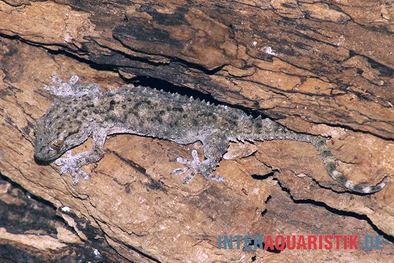 Weißpunktmauergecko, Tarentola annularis