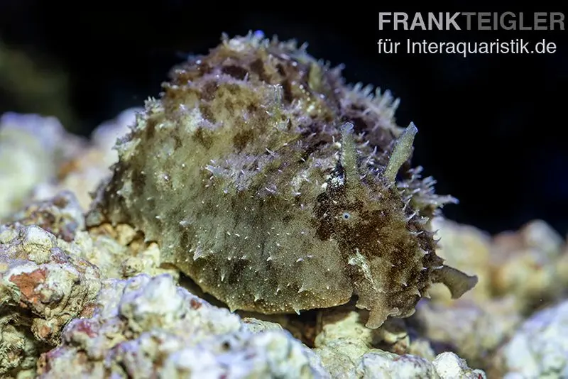 Seehase-Schnecke, Dolabella auricularia