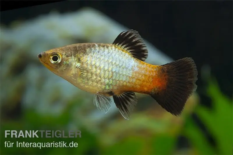 Regenbogen-Platy Wagtail, Xiphophorus maculatus