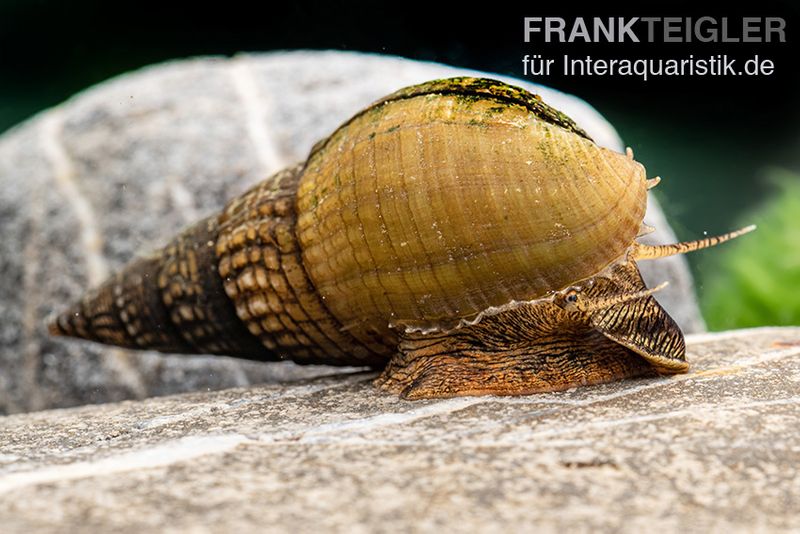 Marmor-Turmdeckelschnecke, Tarebia sp. marble