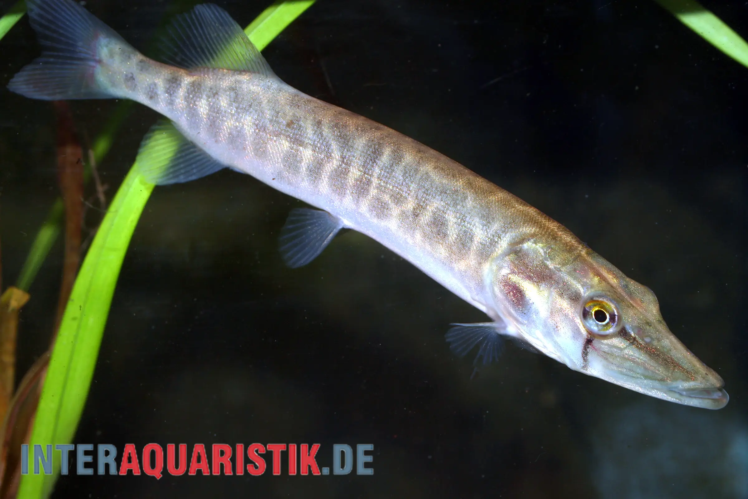 Nahaufnahme Hecht (Esox lucius), 10–12 cm, mit grüner Tarnzeichnung und ruhigem Lauerverhalten; schlanker Raubfisch für sehr große Naturteiche (Kaltwasser)