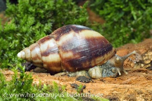  Achatschnecke, Achatina fulica, Jungtier DNZ