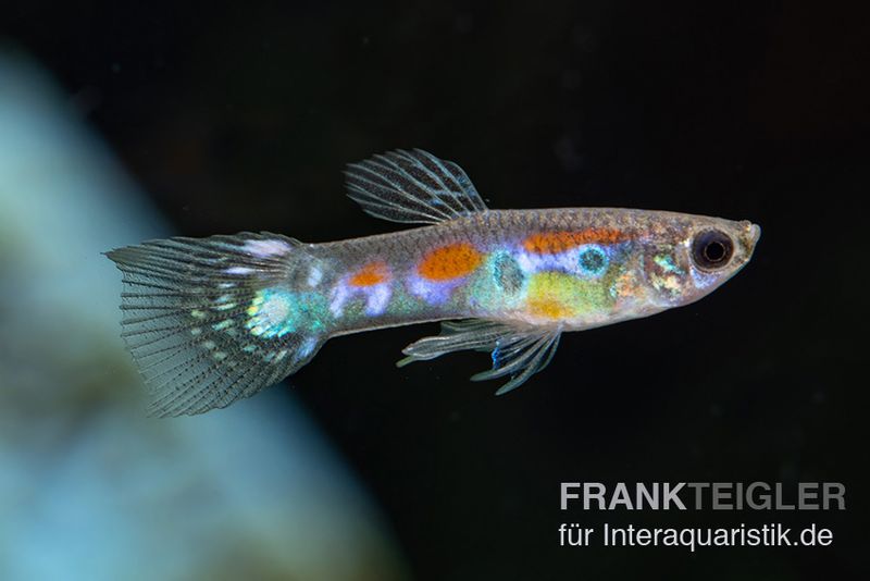 Wildguppy, Poecilia reticulata, Männchen