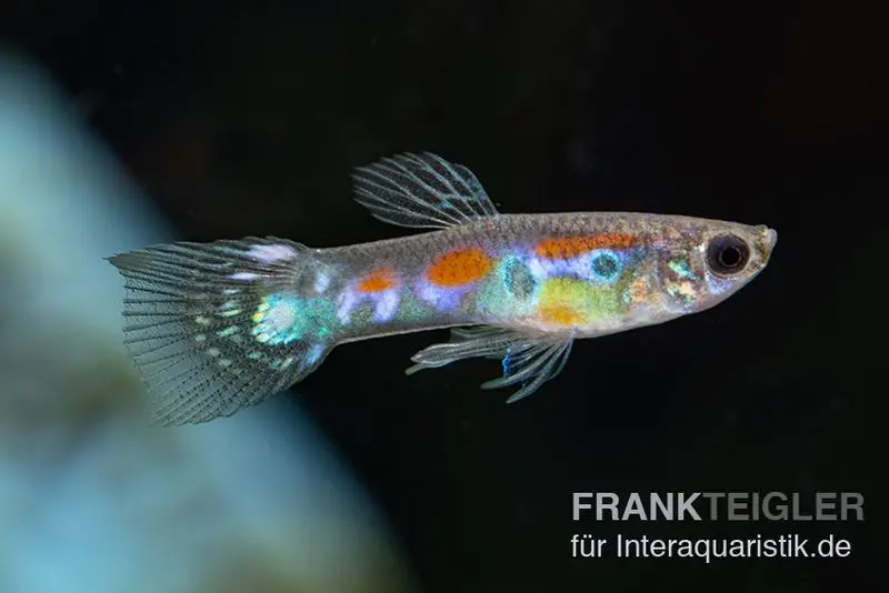 Wildguppy, Poecilia reticulata, paarweise
