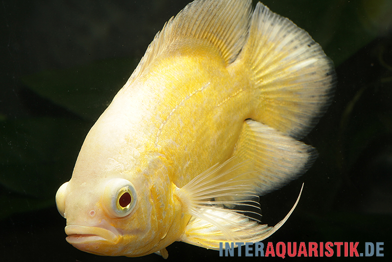 Gelber Oscar, Astronotus ocellatus