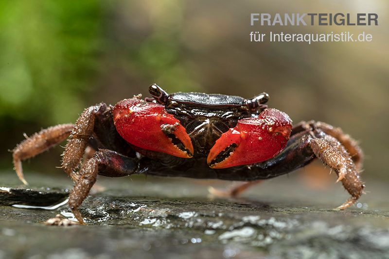 Laeve-Krabbe, Neosarmatium laeve, Paar (1 Männchen + 1 Weibchen)