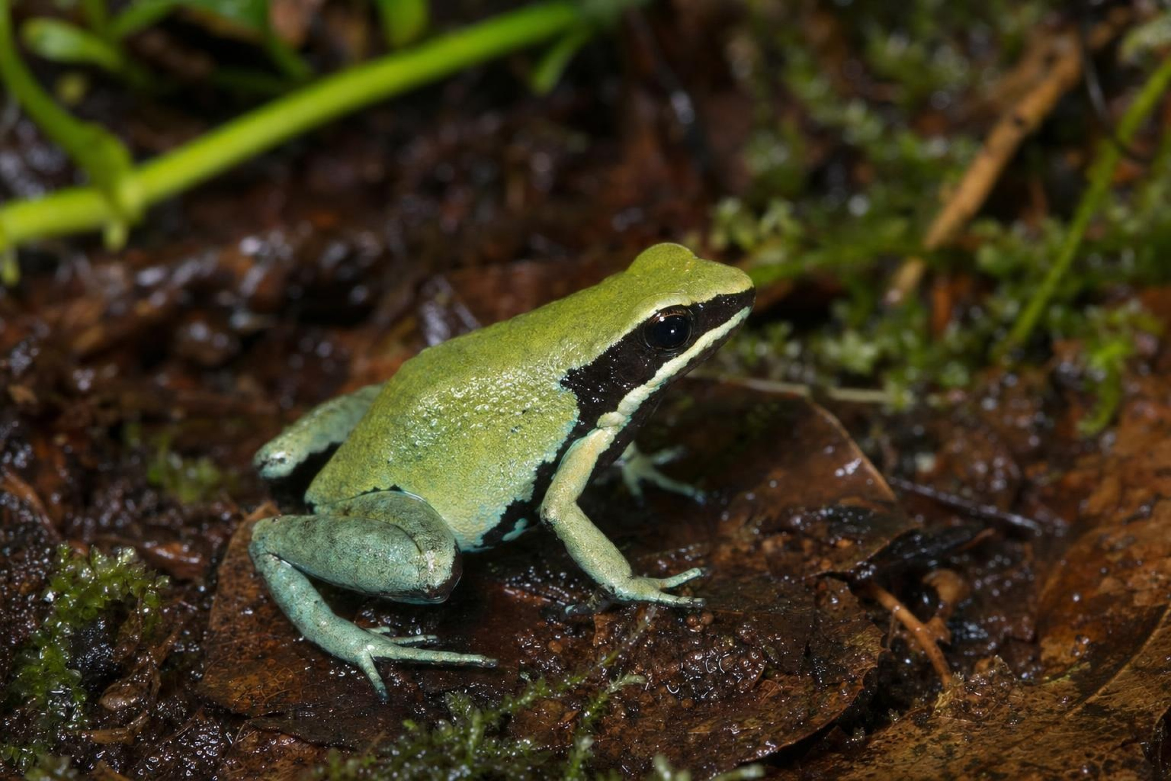 Grünes Buntfröschchen, Mantella viridis