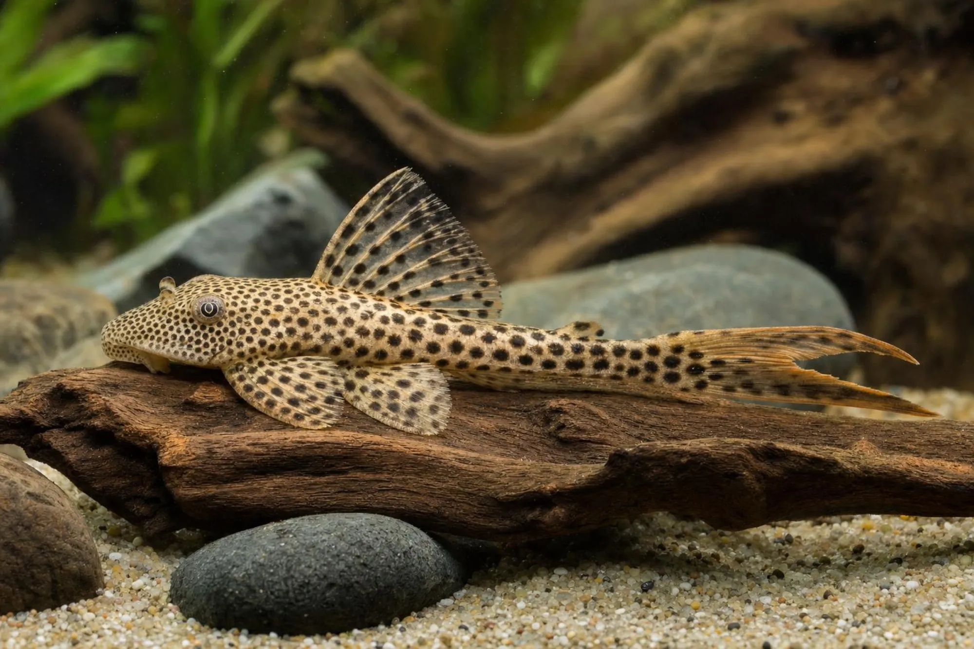 L11 Deltaschwanz-Harnischwels, Aphanotorulus emarginatus
