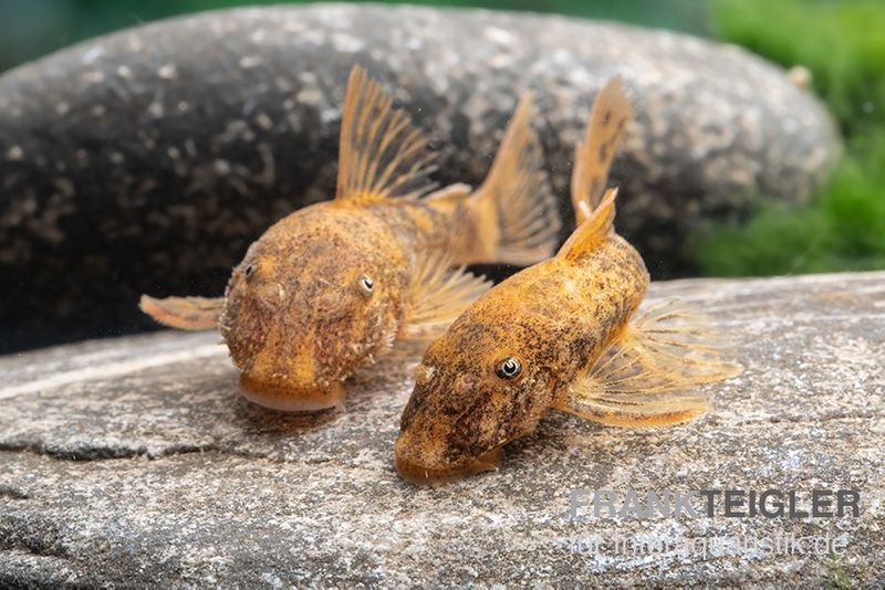 Zweifarbiger Antennenwels, Ancistrus sp. 2-color