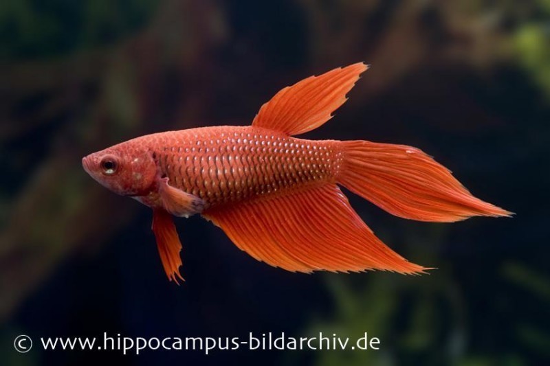 Long Tail Kampffisch rot, Weibchen, Betta splendens