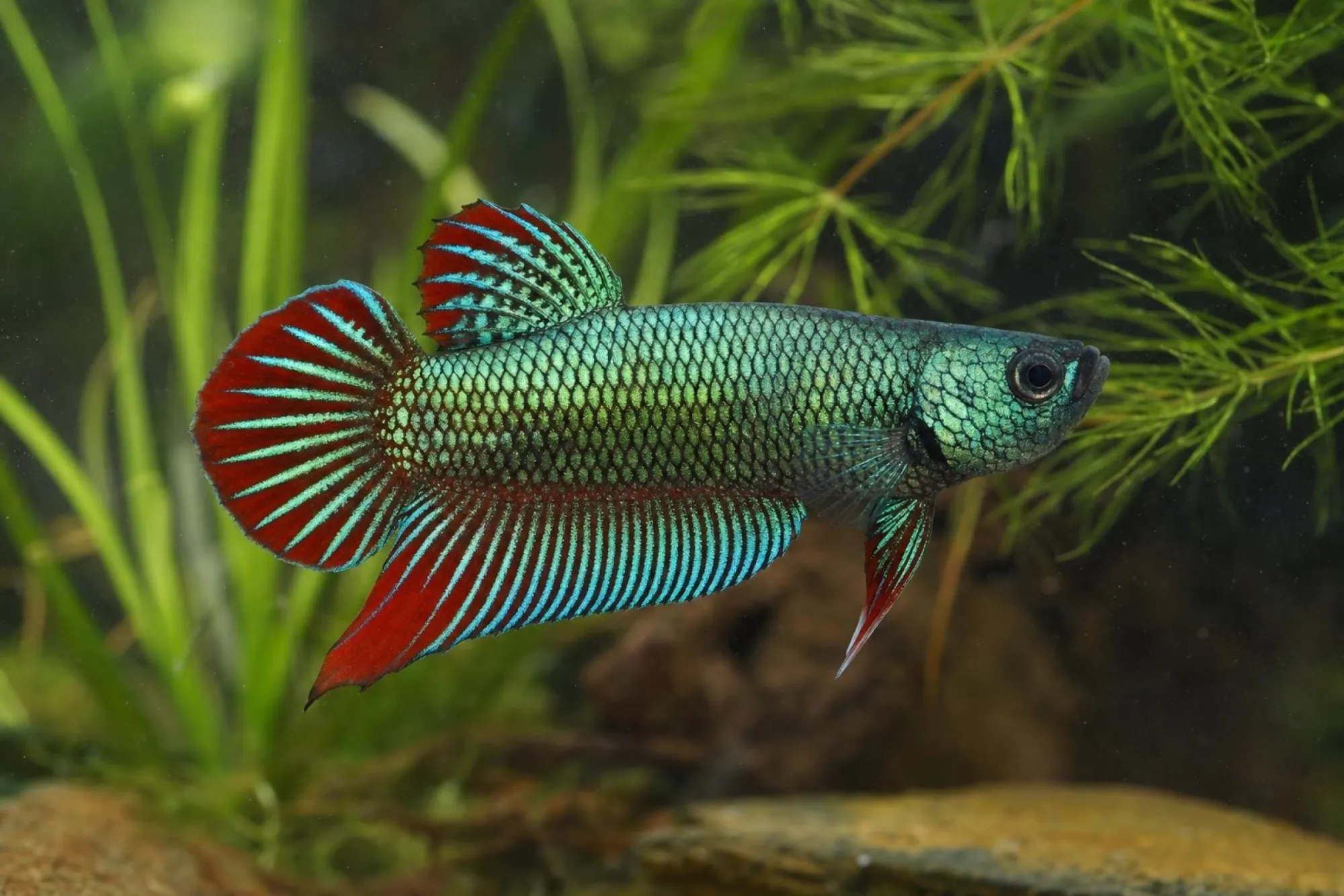 Grüner Alien-Hybrid-Kampffisch mit rotem Saum, Männchen, Betta sp.