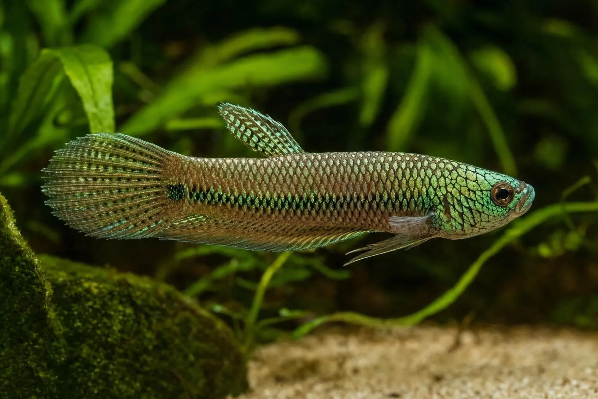 Grüner Alien-Hybrid-Kampffisch, Männchen, Betta sp.