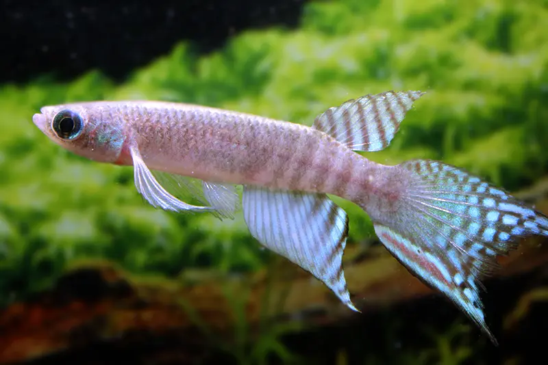 Peruanischer Fächerkärpfling, Pterolebias peruensis