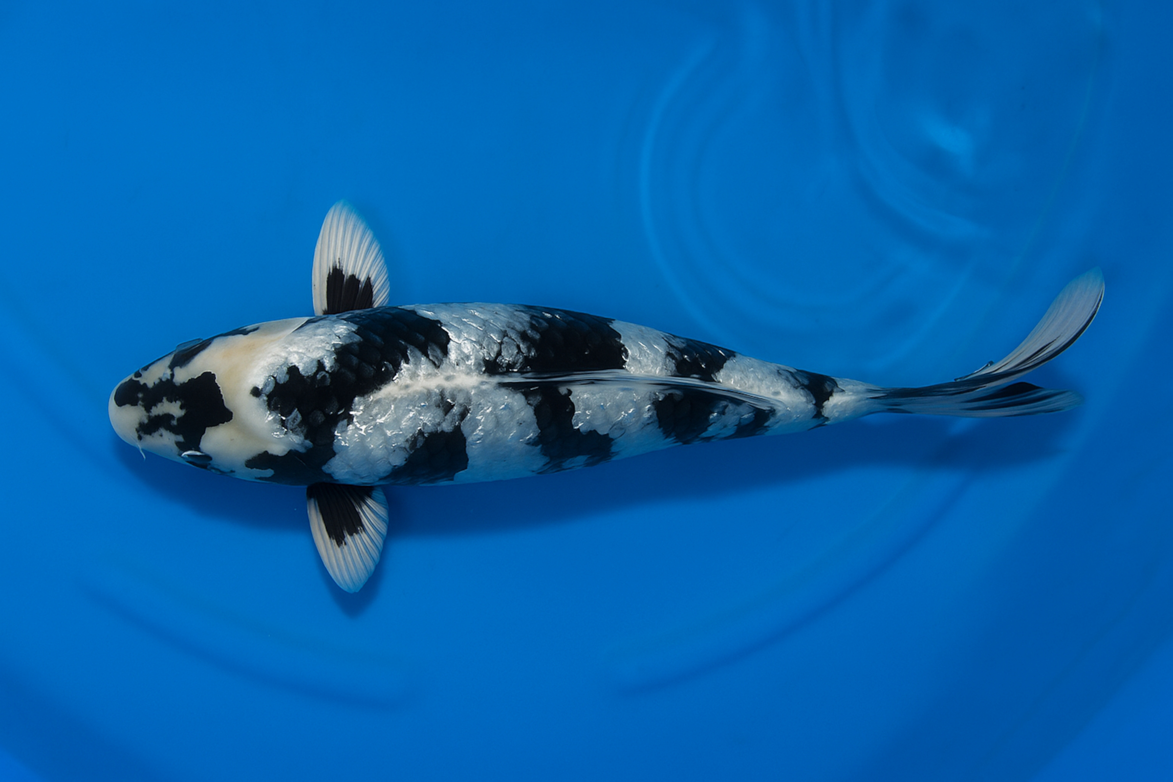 Japan Koi Aoki HQ Tosai Ginrin Shiro Utsuri, Cyprinus carpio, 10-12 cm