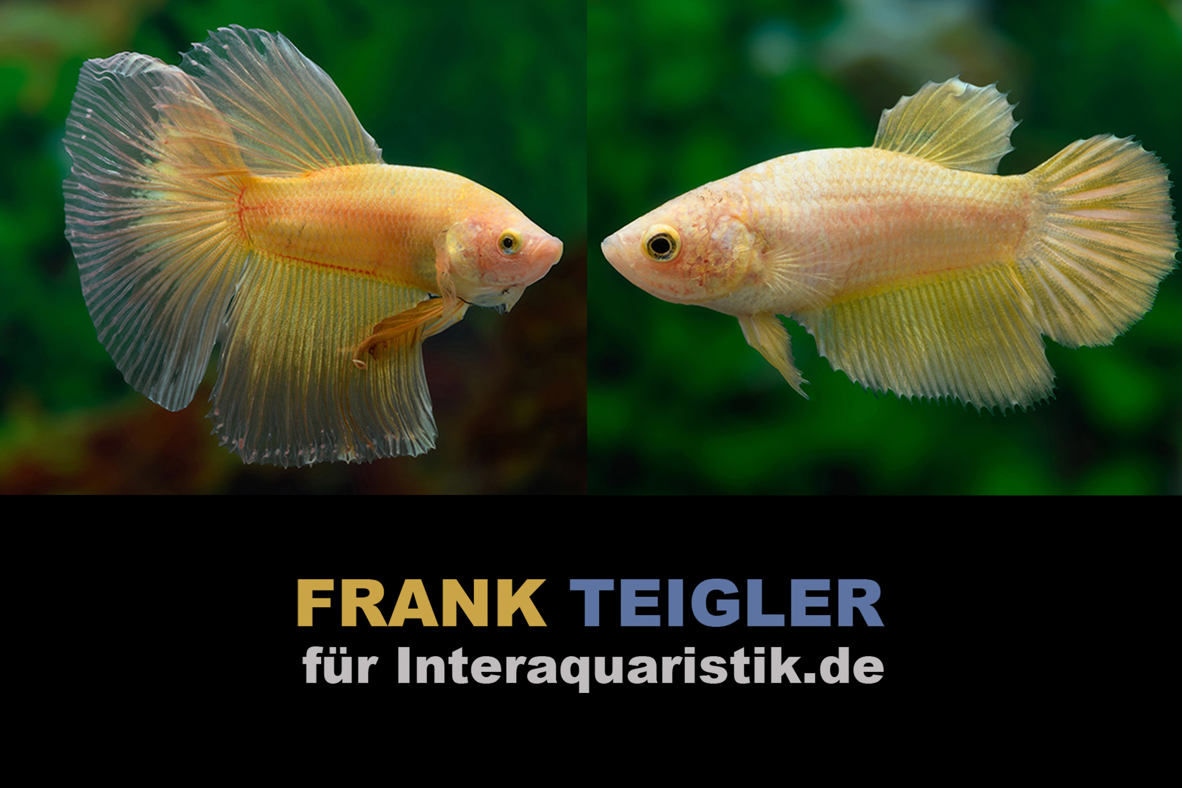 Paar: Halfmoon Kampffisch Golden, Betta splendens