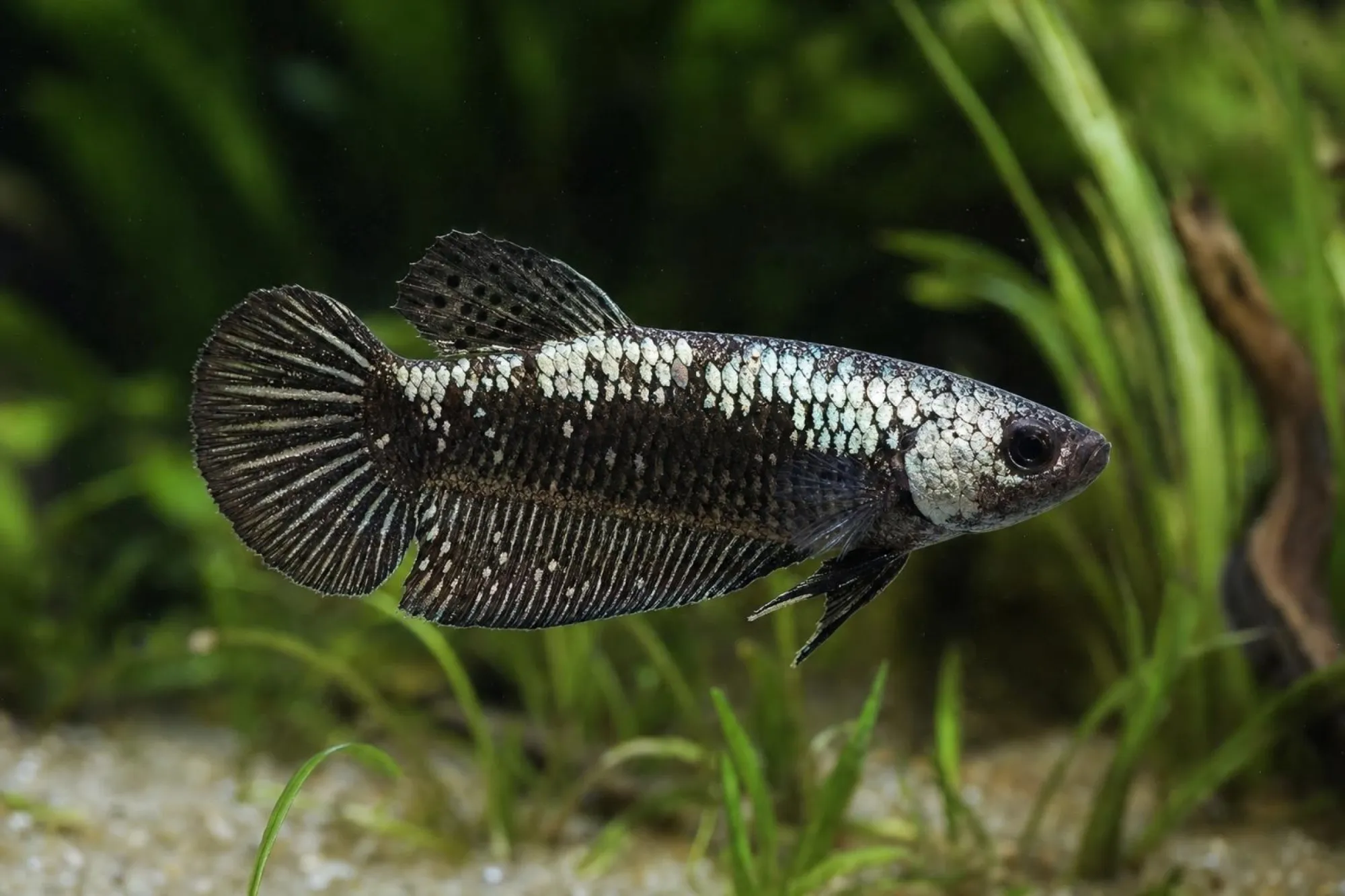 Alien-Samurai-Hybridkampffisch, Weibchen, Betta sp.