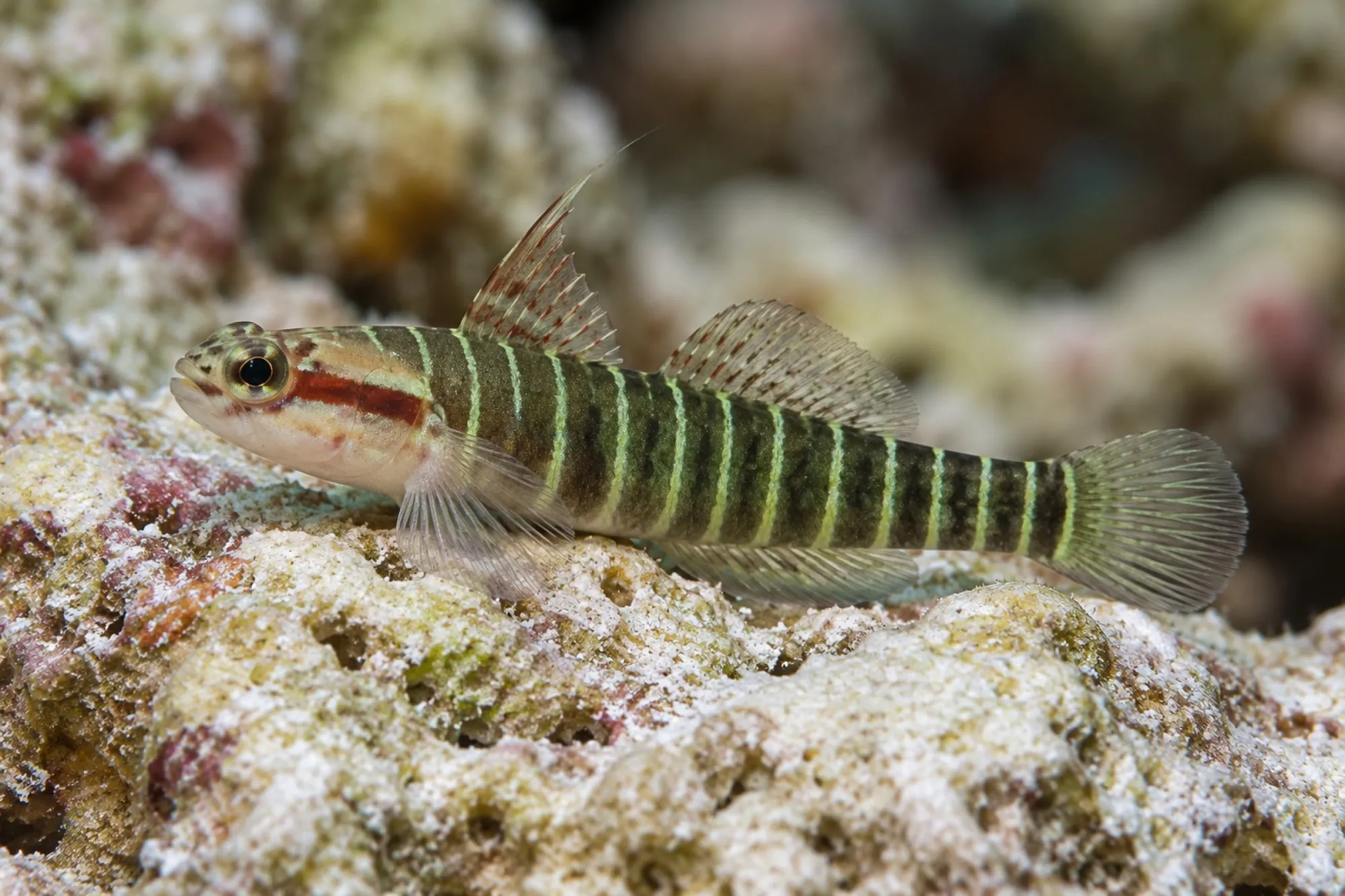Grünstreifen-Grundel, Tigrigobius multifasciatus
