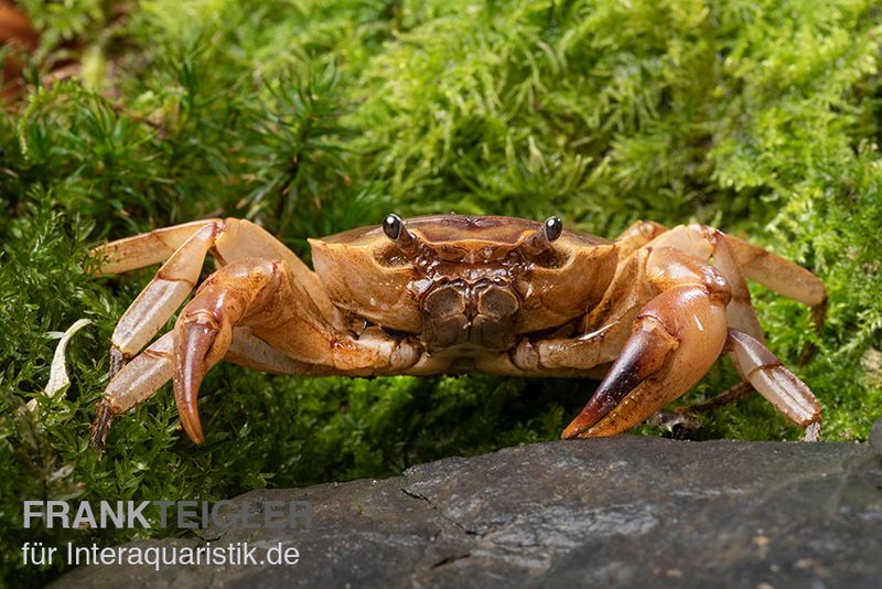 Goldene Süßwasserkrabbe, Parathelphusa sarasinorum, Paar (1 Männchen + 1 Weibchen)