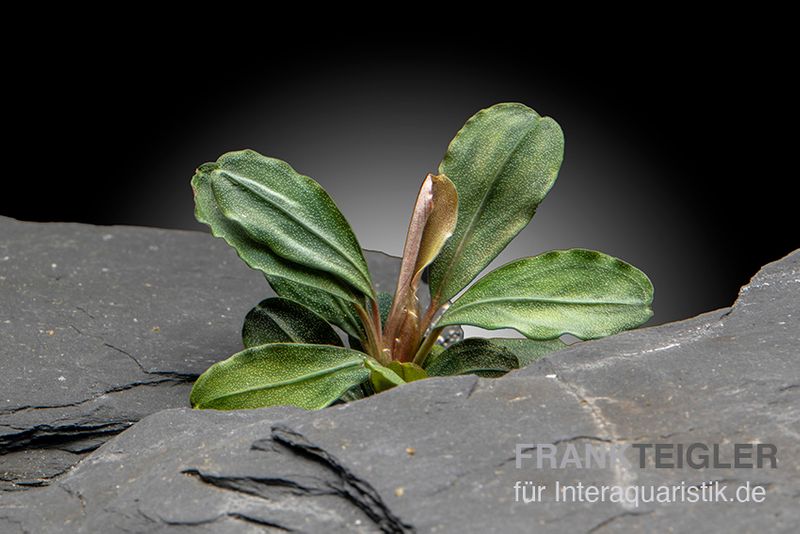 Bucephalandra "Green Wavy" sp. Dwarf, auf Nano-Stamm