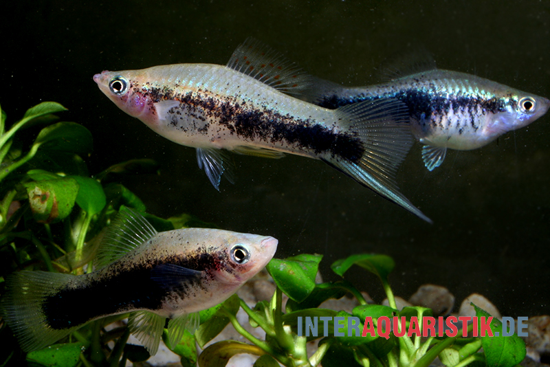 Schwertträger "Tuxedo blau", Xiphophorus helleri