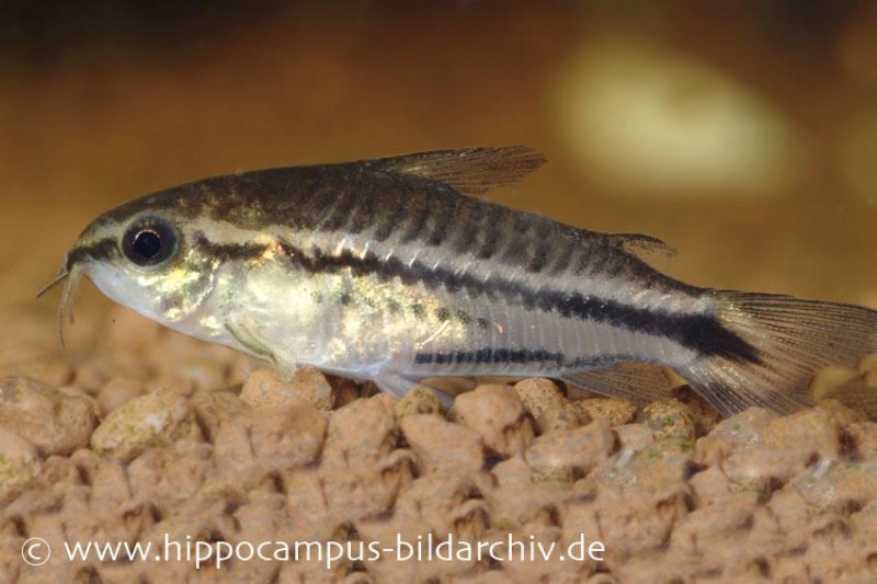 Zwergpanzerwels, Corydoras pygmaeus (Minifisch)