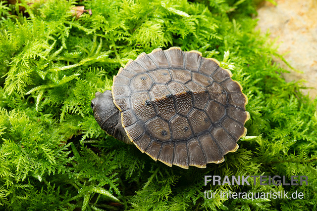 Grüne Spitzkopfschildkröte, Elseya branderhorsti