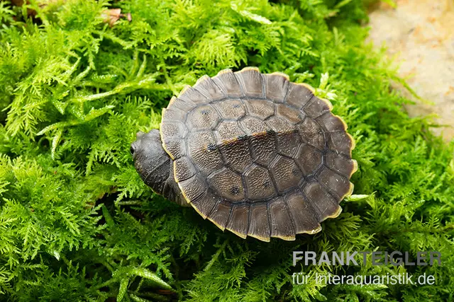 Grüne Spitzkopfschildkröte, Elseya branderhorsti