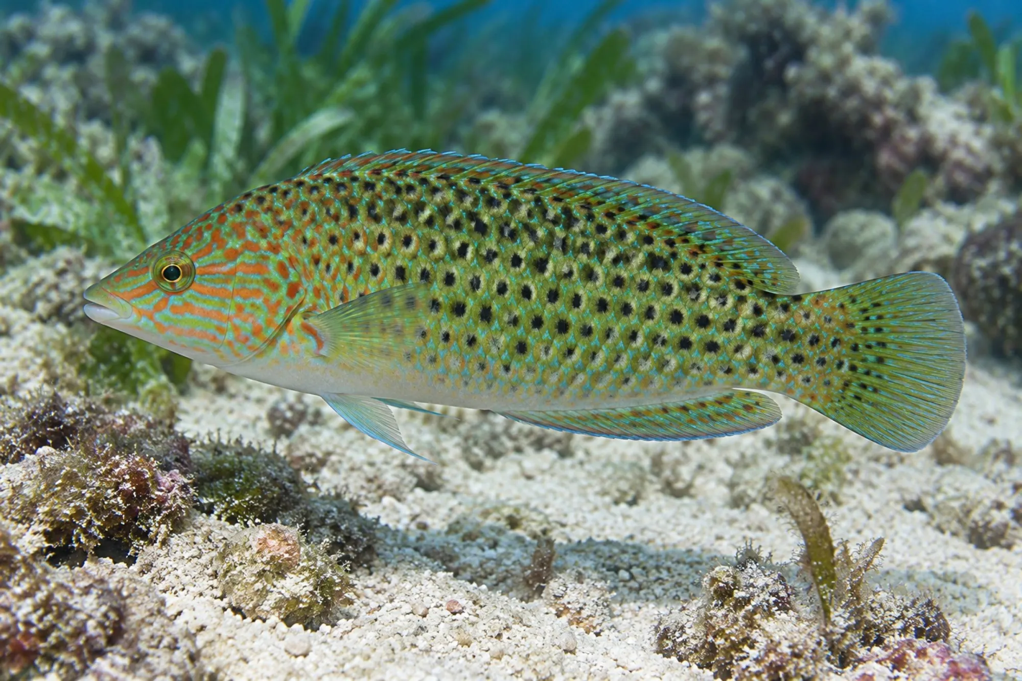 Seegras Junker, Halichoeres argus