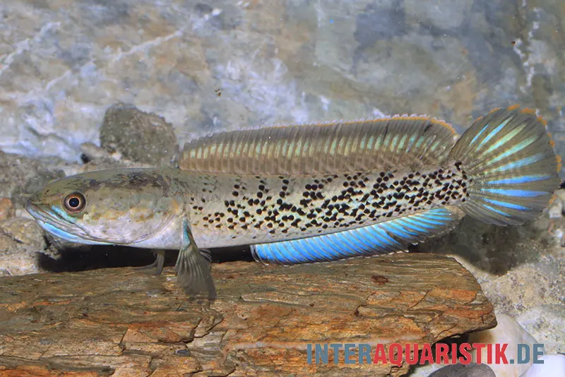 Schlangenkopffisch, Channa stewartii, Cooch Behar, Falscher Barca