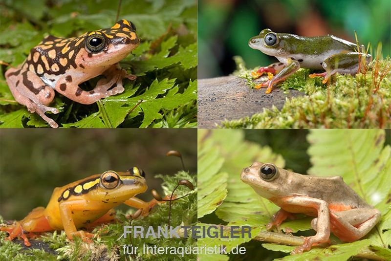 Riedfrosch Mix, 5 Stück, Hyperolius sp.