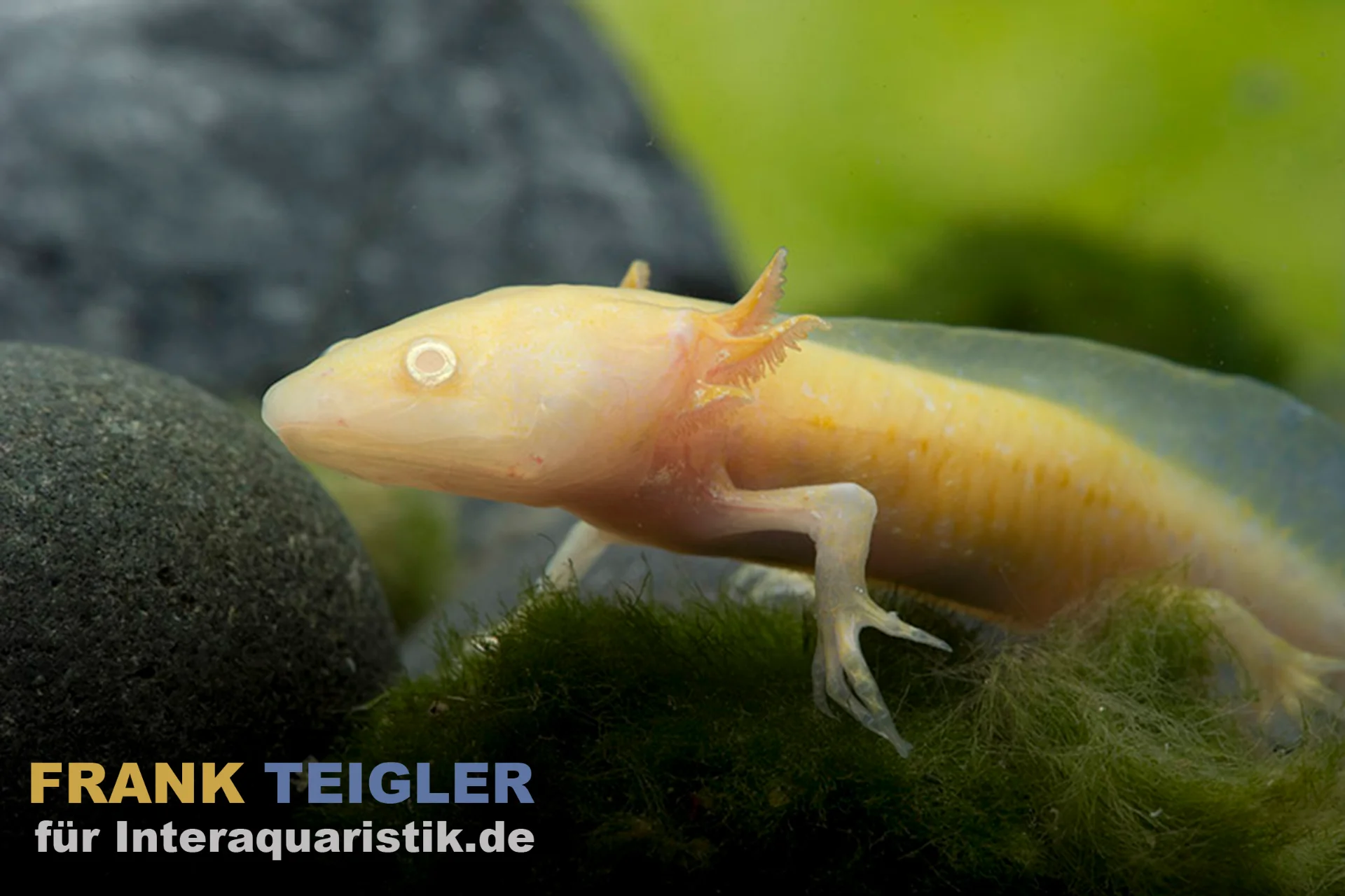 Axolotl Albino (Ambystoma mexicanum) im Aquarium: hellgelber Albino-Wassermolch mit äußeren Kiemen auf Moos. Hinweis: wird bis zu 30 cm lang, Aquarium mindestens 80 cm empfohlen.