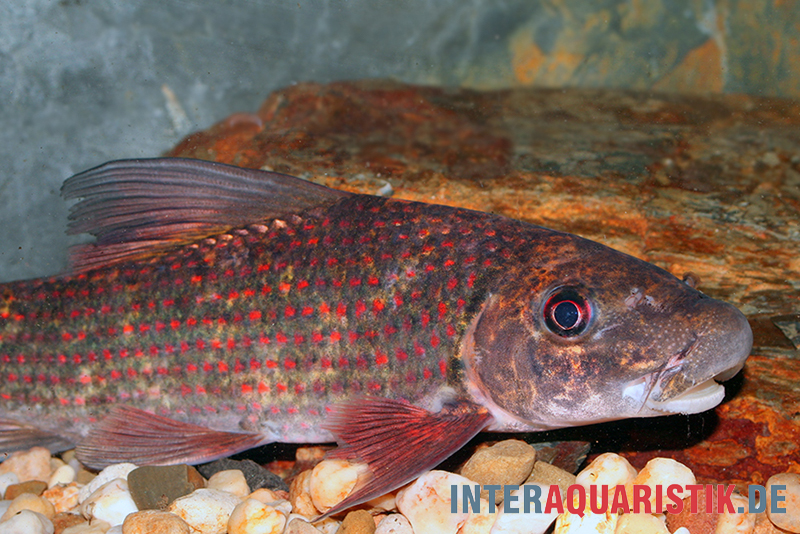 Harlekin-Fransenlipper, Labeo cyclorhynchus