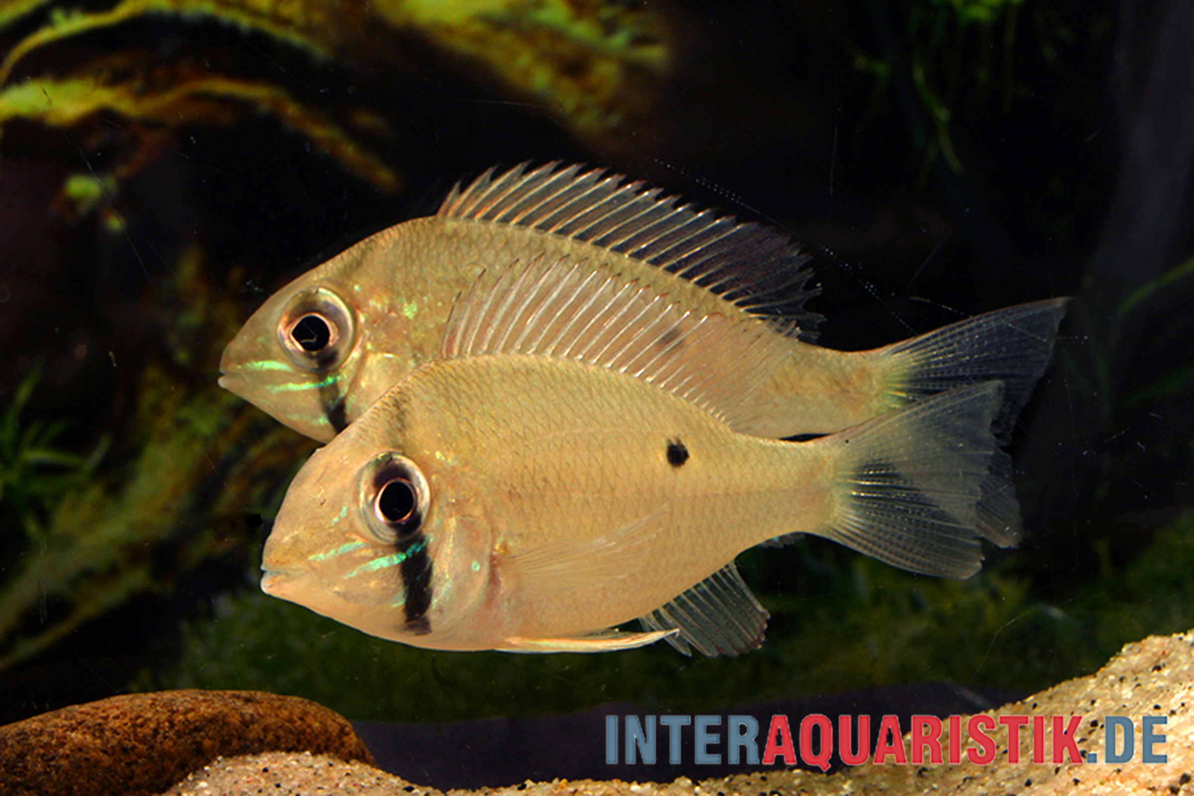 Zwei gelbe Buntbarsche neben Sandboden