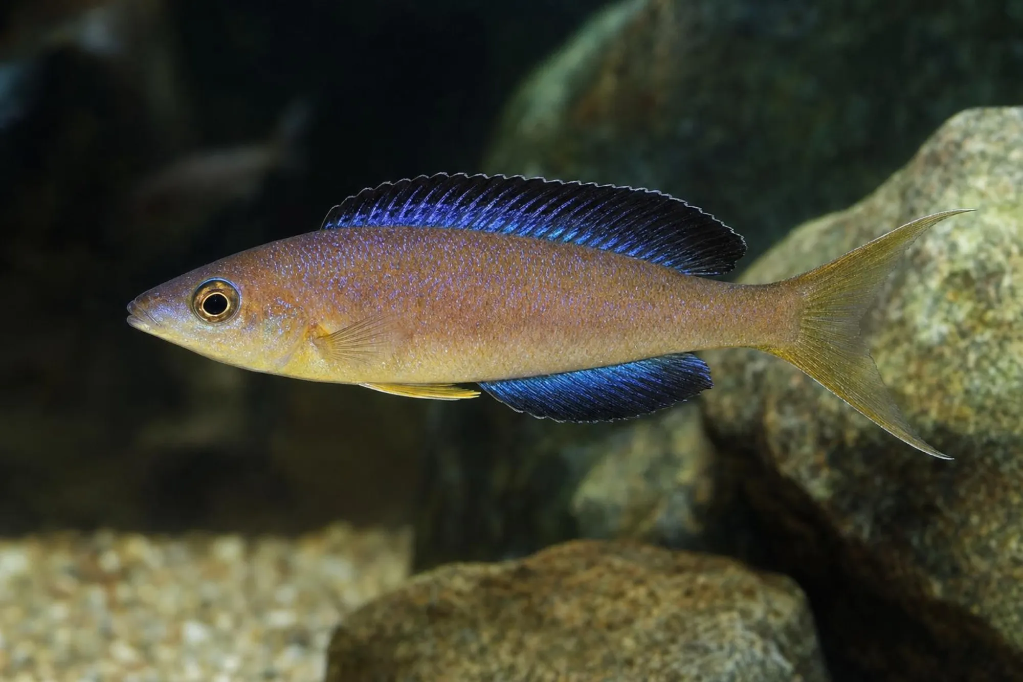 Kleinschuppiger Heringscichlide „Bulu Point“, Cyprichromis microlepidotus