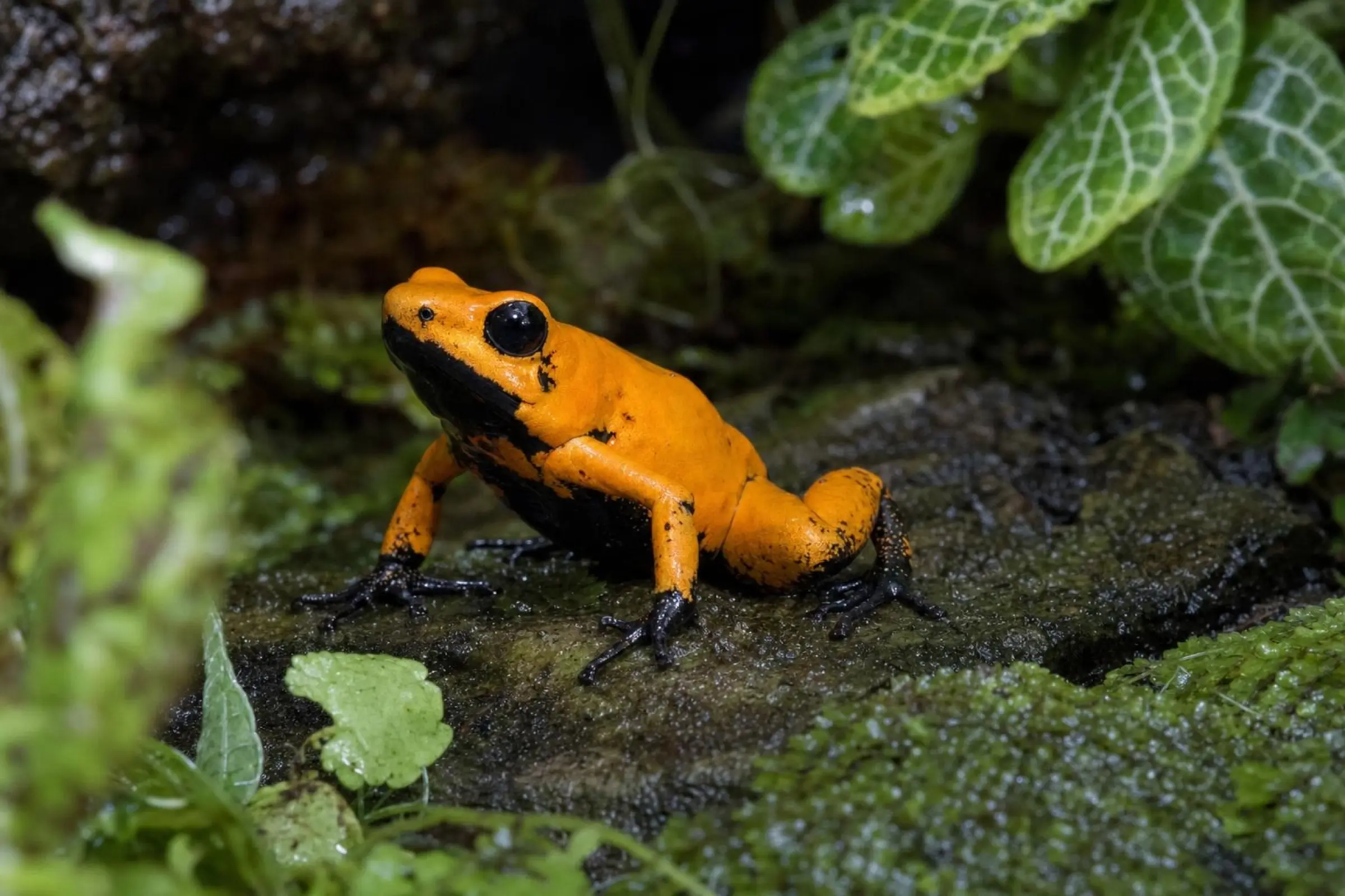 Schrecklicher Pfeilgiftfrosch „Black Föös Tesoros“, Phyllobates terribilis