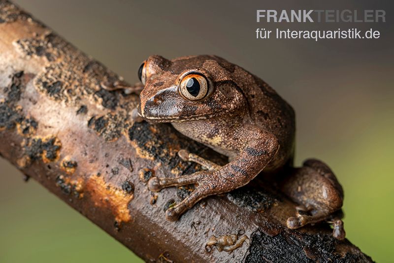 Brauner Waldsteiger, Leptopelis millsoni