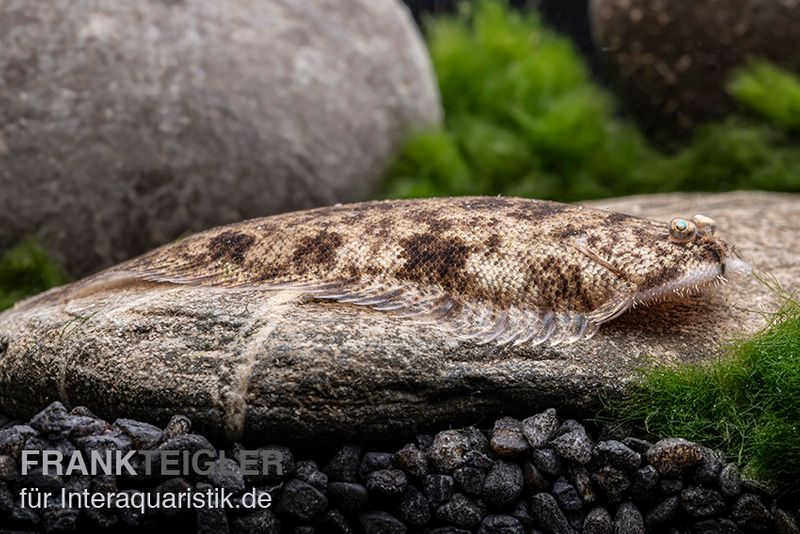 Leucorhynchos-Plattfisch, Süßwasserflunder, Achiroides leucorhynchos