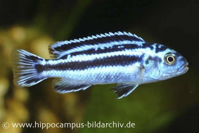 Blauer Johanni, Melanochromis maingano, DNZ