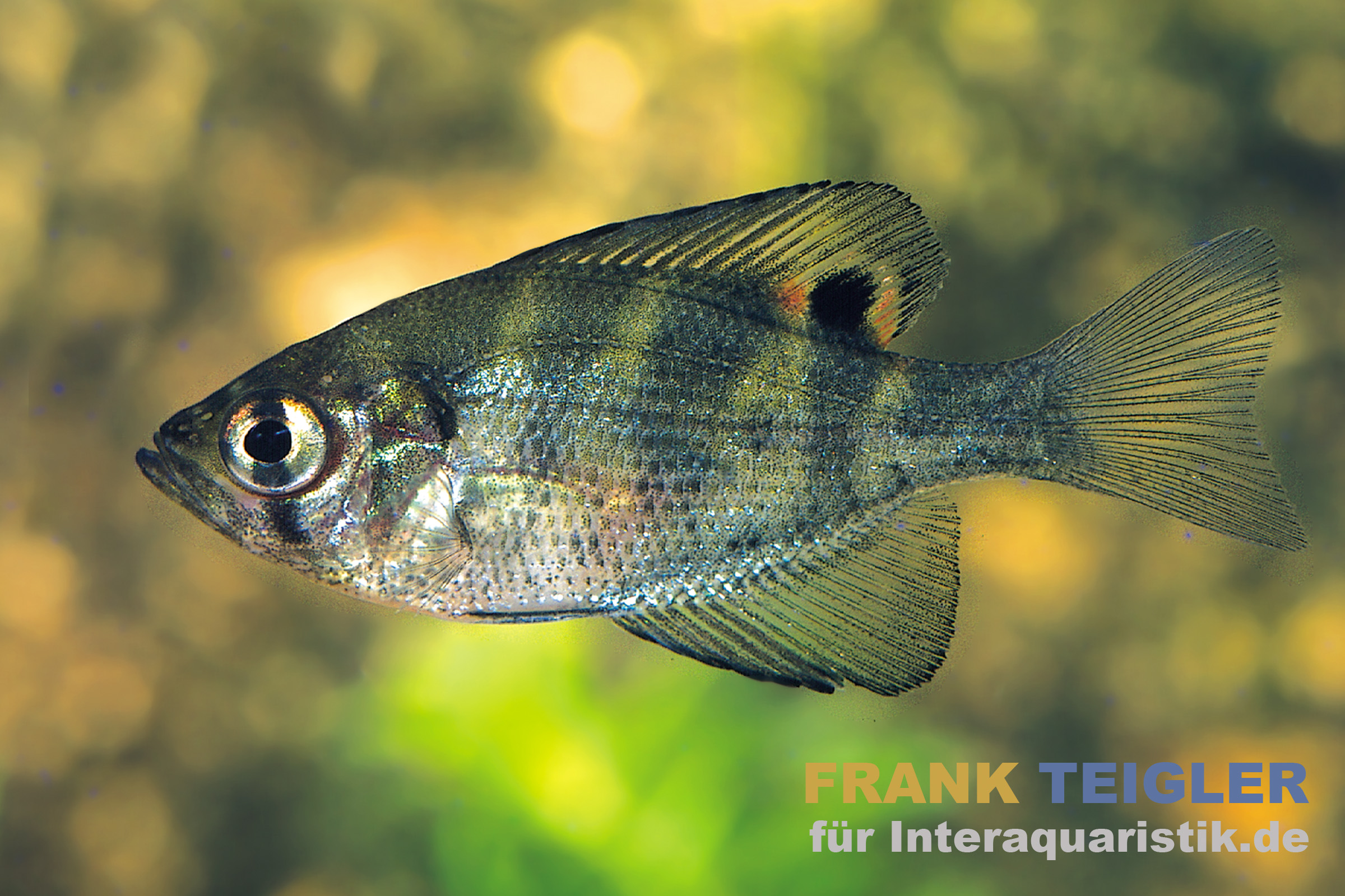 Pfauenaugenbarsch (Centrarchus macropterus), 10–15 cm, seitliche Aufnahme eines Sonnenbarschs mit markantem Augenfleck an der Rückenflosse, ideal für Kaltwasser-Aquarien