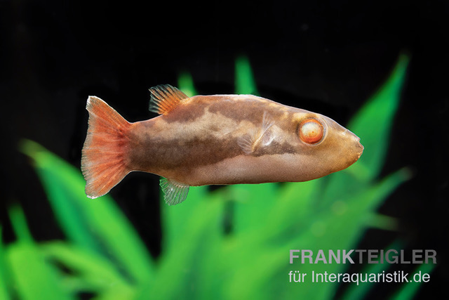 Kammkugelfisch, Carinotetraodon irrubesco (Rotschwanzkugelfisch)